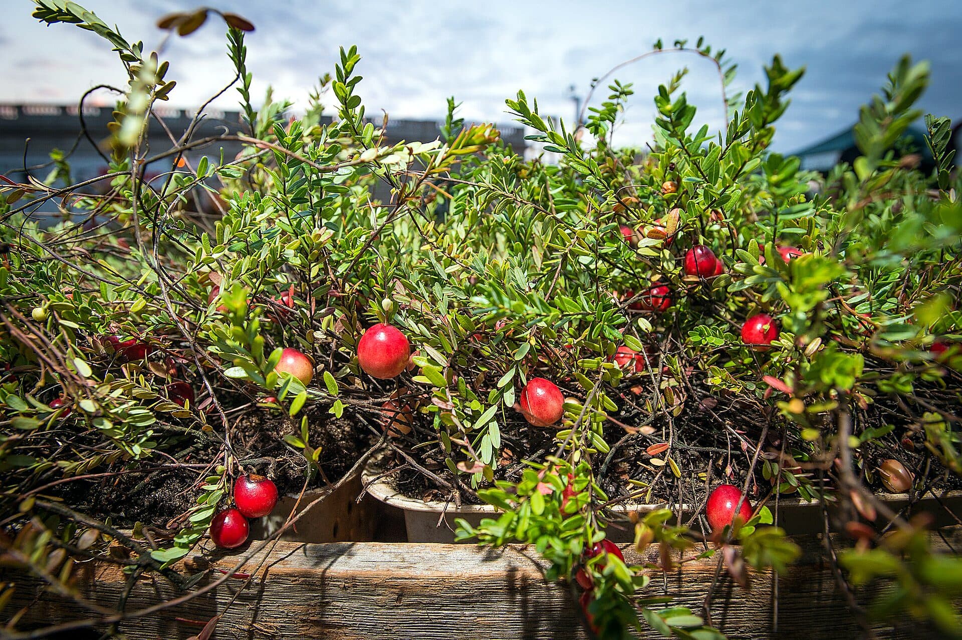 Ripe red cranberries growing on the vine at a bog run by Ocean Spray, a grower-owned agricultural marketing cooperative