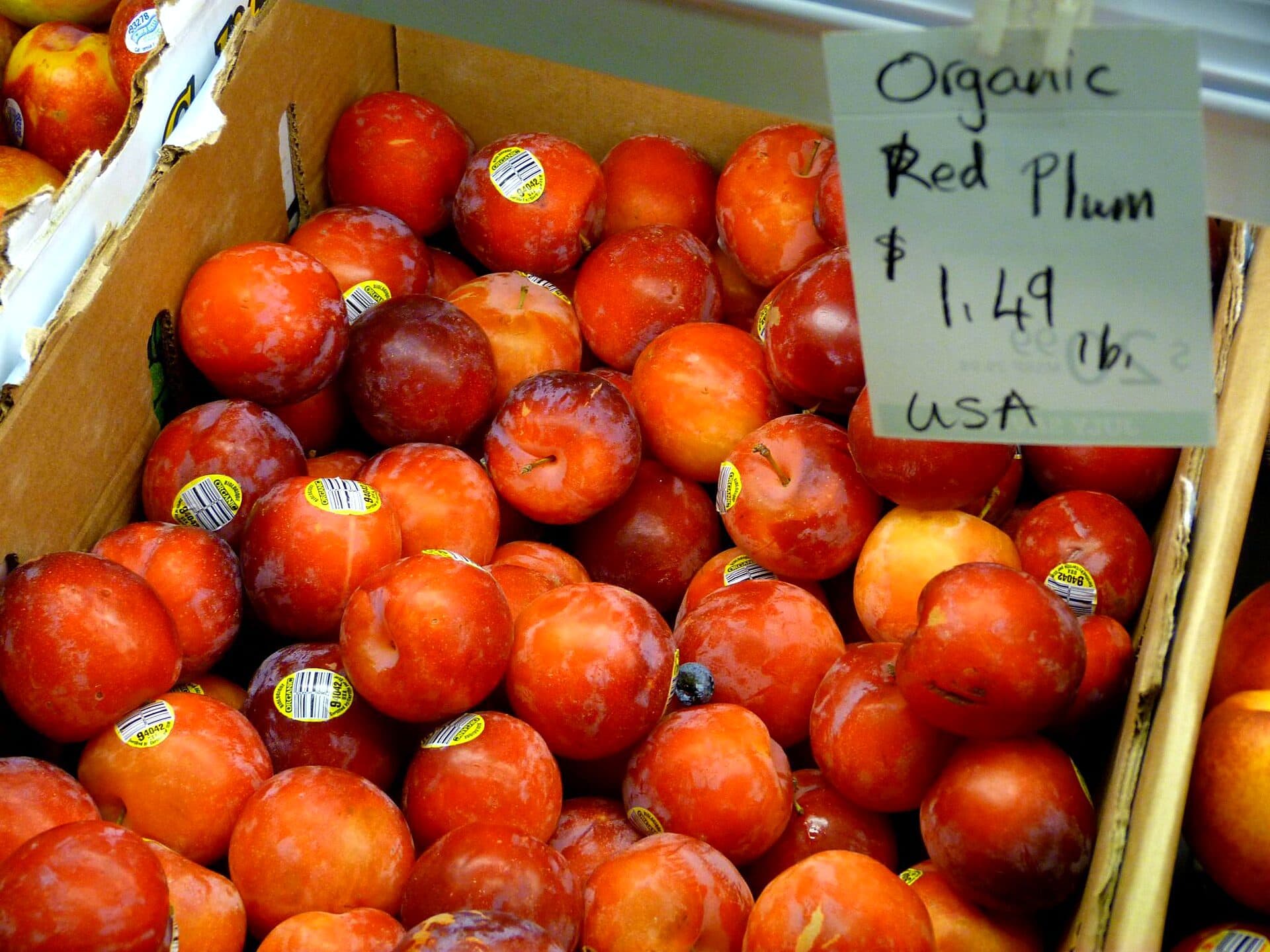 Fresh plums in a display bin at a member-owned food cooperative grocery