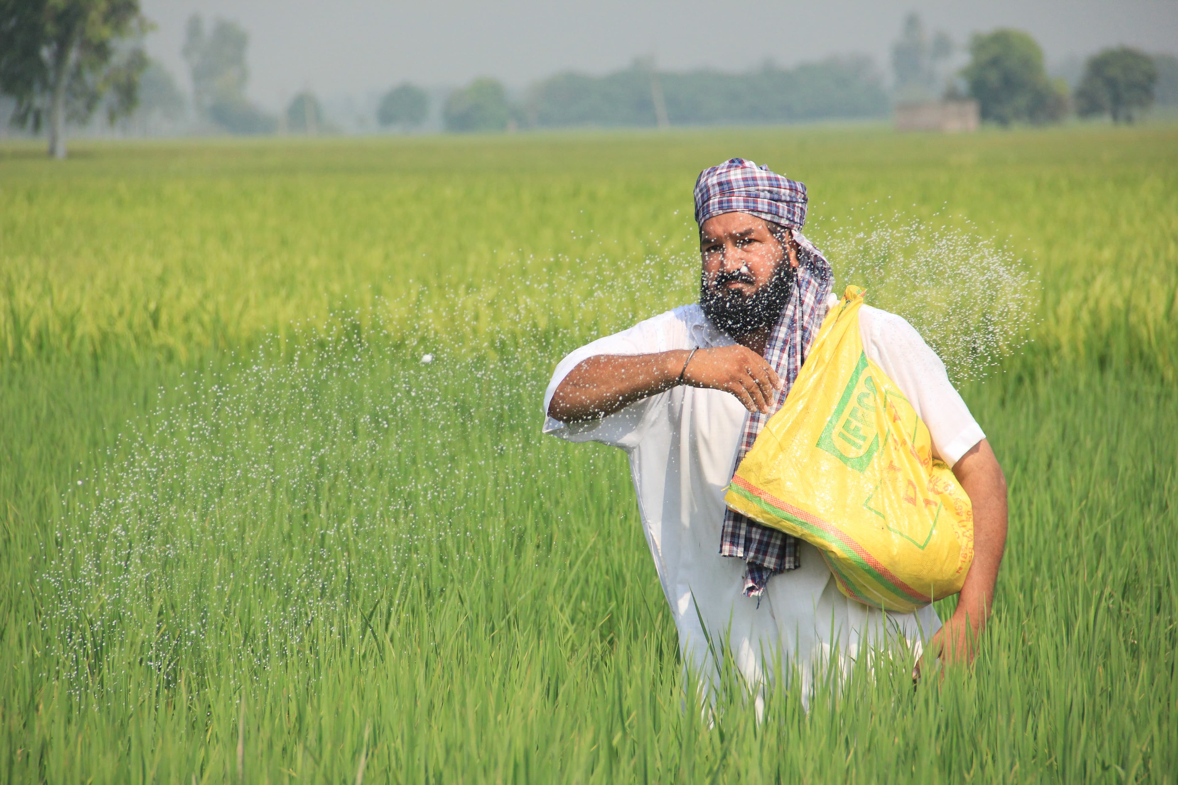 An Indian farmer broadcasts IFFCO cooperative fertiliser by hand across a lush green paddy field, scattering white granules from a yellow IFFCO co-op sack