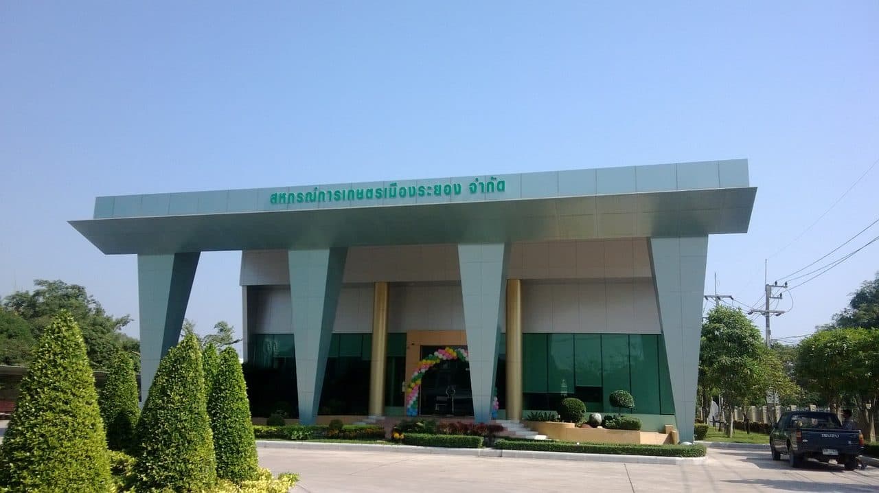 The office of the Mueang Rayong Agricultural Cooperative Ltd in Rayong, Thailand — a modern pale-green building with the cooperative's name in green Thai lettering across its wide canopy, a glass front behind gold columns, clipped topiary in the forecourt and a balloon arch over the entrance